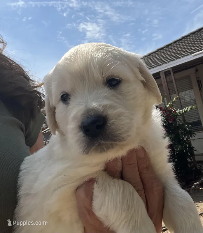 Bo – English Cream Golden Retriever puppy for sale in Riverside, CA