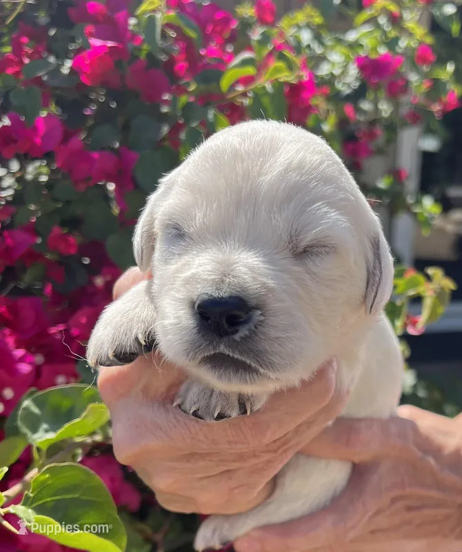 Bo – English Cream Golden Retriever puppy for sale in Riverside, CA