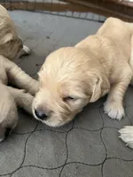 Bo, a male English Cream Golden Retriever for sale in Riverside, CA – Photo 3 of 8