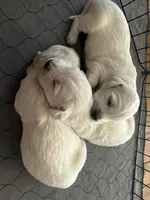 Bo, a male English Cream Golden Retriever for sale in Riverside, CA – Photo 5 of 8