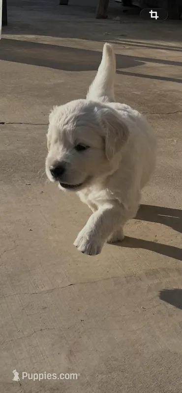 Orange  – English Cream Golden Retriever puppy for sale in Riverside, CA