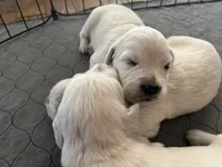 Bo, a male English Cream Golden Retriever for sale in Riverside, CA – Photo 7 of 8