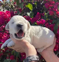 Bo, a male English Cream Golden Retriever for sale in Riverside, CA – Photo 2 of 8