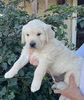 processed/58bb2e21-840f-4017-8d1e-b6ecaca6c492/listing/a18e480d-a8aa-48bc-8670-887e9ba26f8d/f590e0fb-c480-4104-ba70-0d7473a028f4