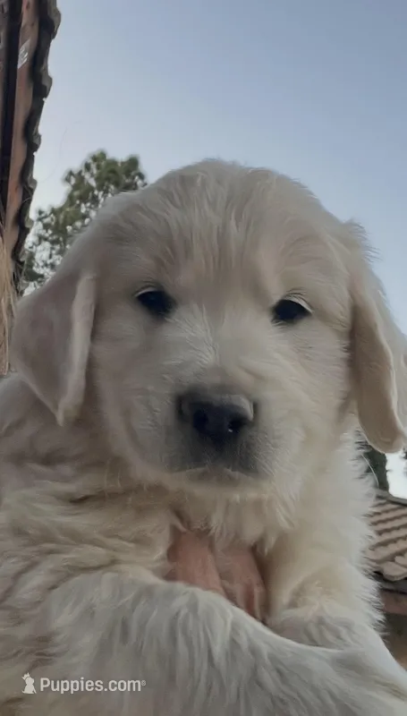 Buck – English Cream Golden Retriever puppy for sale in Riverside, CA