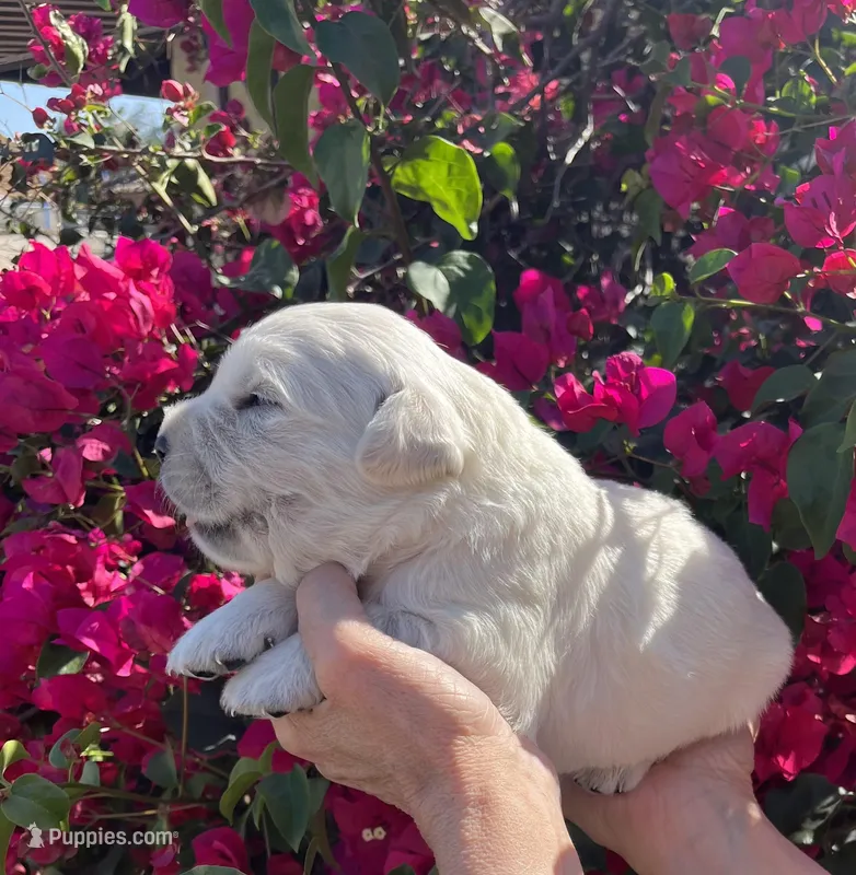 Buck – English Cream Golden Retriever puppy for sale in Riverside, CA