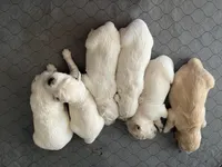 Buck, a male English Cream Golden Retriever for sale in Riverside, CA – Photo 4 of 6