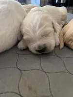 Buck, a male English Cream Golden Retriever for sale in Riverside, CA – Photo 3 of 6