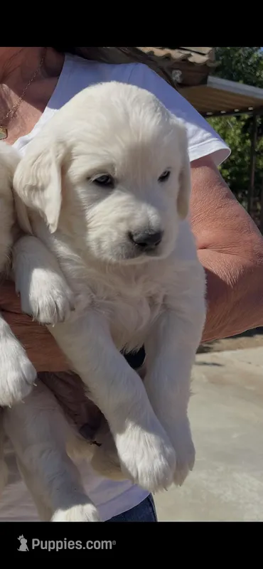 Molly  – English Cream Golden Retriever puppy for sale in Riverside, CA