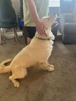 Bear, a male English Cream Golden Retriever for sale in Riverside, CA – Photo 6 of 6