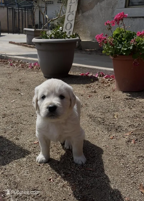 Bear – English Cream Golden Retriever puppy for sale in Riverside, CA