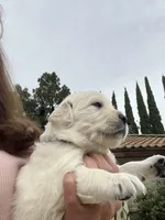 Bear, a male English Cream Golden Retriever for sale in Riverside, CA – Photo 1 of 6
