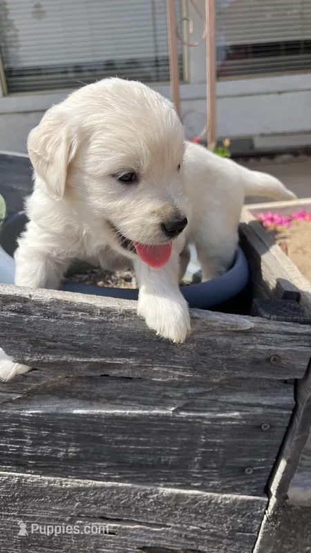 Bear – English Cream Golden Retriever puppy for sale in Riverside, CA