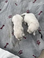 Bear, a male English Cream Golden Retriever for sale in Riverside, CA – Photo 4 of 6