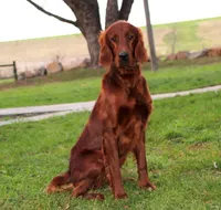 Reverend , a male Irish Setter for sale in Parkesburg, PA – Photo 1 of 2