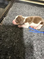 Boy 1, a male Miniature Dachshund for sale in Carthage, MS – 3 of 6