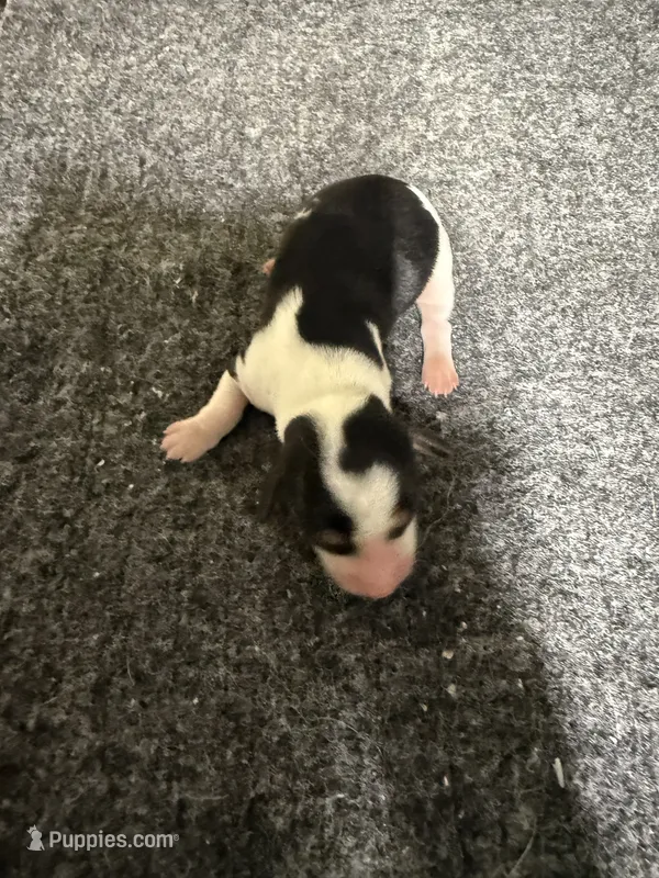 Boy 4 – Miniature Dachshund puppy for sale in Carthage, MS