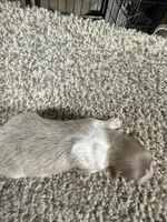 Male A, a male Pomeranian for sale in Carthage, MS – 2 of 5
