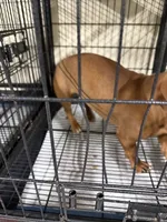 Cookie, a female Miniature Dachshund for sale in Carthage, MS – 2 of 6