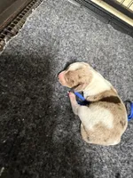 Boy 2, a male Miniature Dachshund for sale in Carthage, MS – 3 of 4