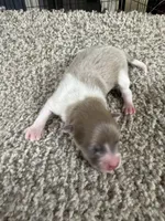 Male A, a male Pomeranian for sale in Carthage, MS – 3 of 5