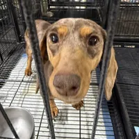 Gypsy , a female Miniature Dachshund for sale in Carthage, MS – Photo 2 of 3