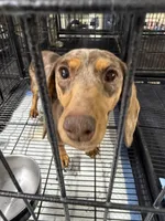 Gypsy , a female puppy for sale in Carthage, MS – Photo 2 of 3