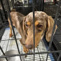 Gypsy , a female Miniature Dachshund for sale in Carthage, MS – Photo 1 of 3