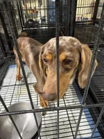 Gypsy , a female puppy for sale in Carthage, MS – Photo 1 of 3