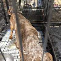 Gypsy , a female Miniature Dachshund for sale in Carthage, MS – Photo 3 of 3