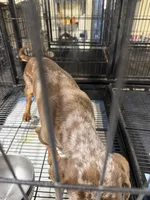 Gypsy , a female puppy for sale in Carthage, MS – Photo 3 of 3