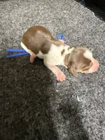 Boy 1, a male Miniature Dachshund for sale in Carthage, MS – 5 of 6