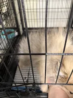 Milo, a male Pomeranian for sale in Carthage, MS – Photo 5 of 5