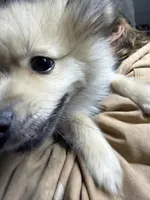 Milo, a male Pomeranian for sale in Carthage, MS – Photo 4 of 5