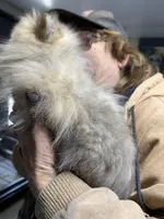 Milo, a male Pomeranian for sale in Carthage, MS – Photo 3 of 5