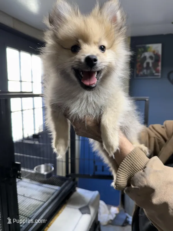 Milo – Pomeranian puppy for sale in Carthage, MS