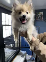 Milo, a male Pomeranian for sale in Carthage, MS – Photo 1 of 5