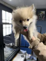 Milo, a male Pomeranian for sale in Carthage, MS – Photo 2 of 5