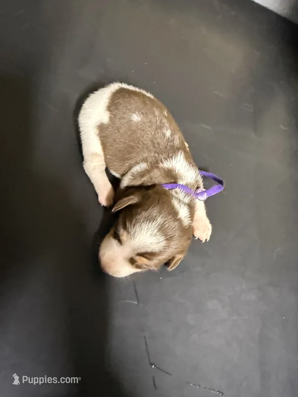 Female 2  – Miniature Dachshund puppy for sale in Carthage, MS