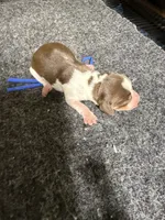 Boy 1, a male Miniature Dachshund for sale in Carthage, MS – 6 of 6