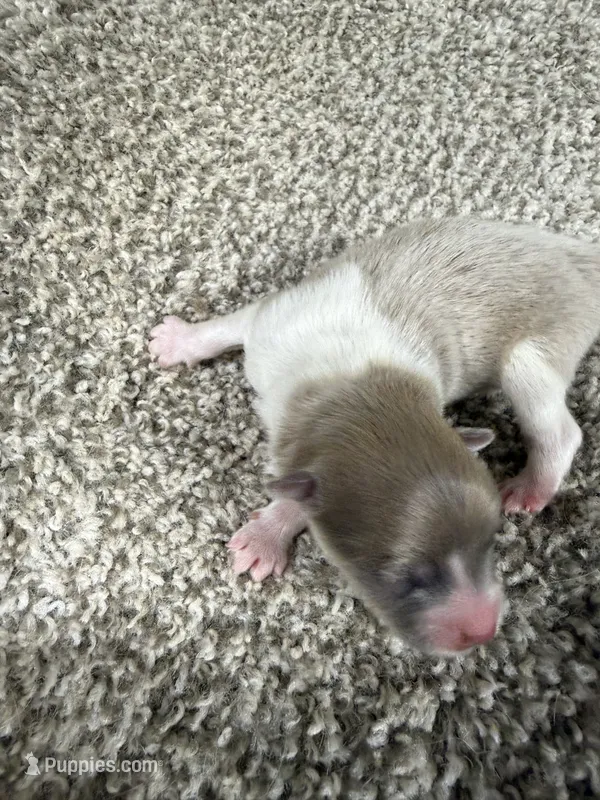 Male A – Pomeranian puppy for sale in Carthage, MS