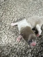Male A, a male Pomeranian for sale in Carthage, MS – 1 of 5