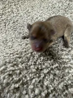 Male B, a male Pomeranian for sale in Carthage, MS – 4 of 6
