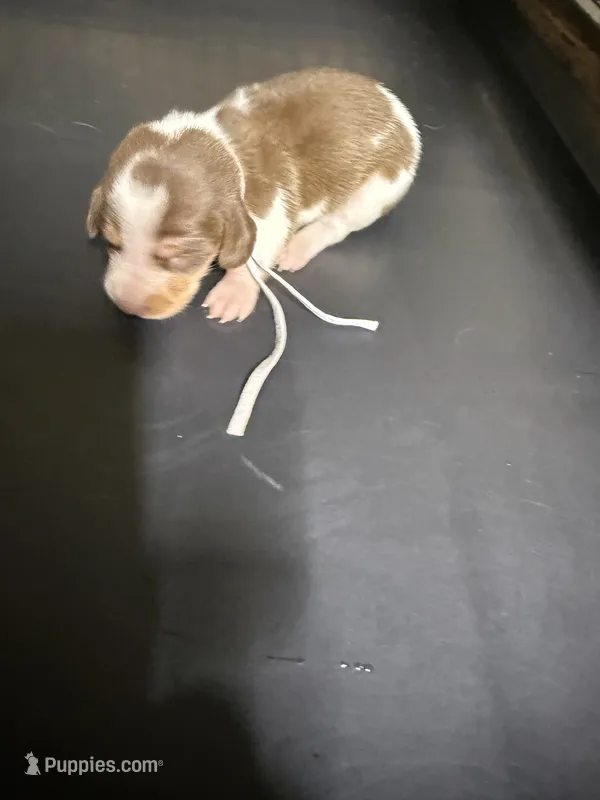 Female 1 – Miniature Dachshund puppy for sale in Carthage, MS