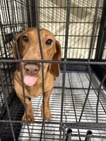 Cookie, a female Miniature Dachshund for sale in Carthage, MS – 3 of 6