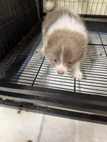 Boy A, a male Pomeranian for sale in Carthage, MS – Photo 4 of 4