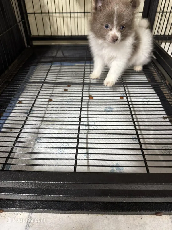 Boy A – Pomeranian puppy for sale in Carthage, MS