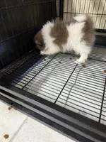 Boy A, a male Pomeranian for sale in Carthage, MS – Photo 3 of 4