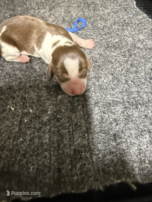 Boy 1 – Miniature Dachshund puppy for sale in Carthage, MS