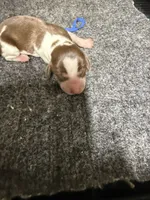 Boy 1, a male Miniature Dachshund for sale in Carthage, MS – 1 of 6